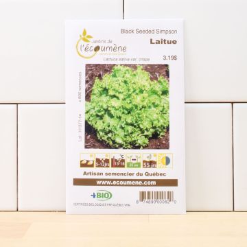 Organic lettuces - Lettuceblack seeded simpson