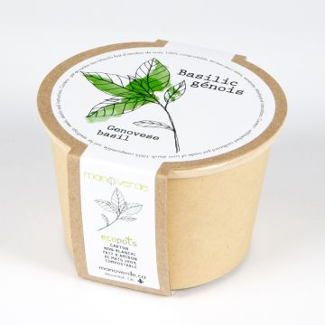 Minipot - Genovese basil compostable pot