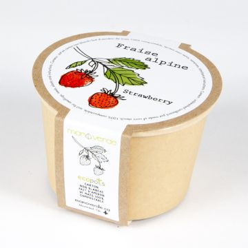 Minipot - Strawberry mignonette compostable pot