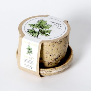 Minipot - Flat leaf parsley coffee fiber pot