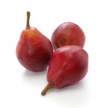Organic Crimson Red Pears