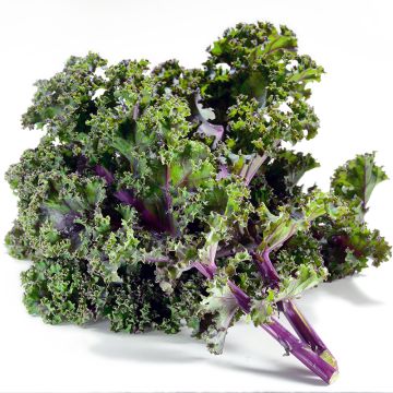 Kale rouge biologique