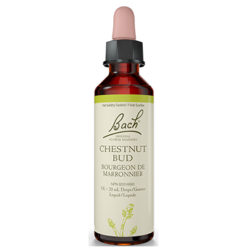 Original flower remedies - Chestnut Bud