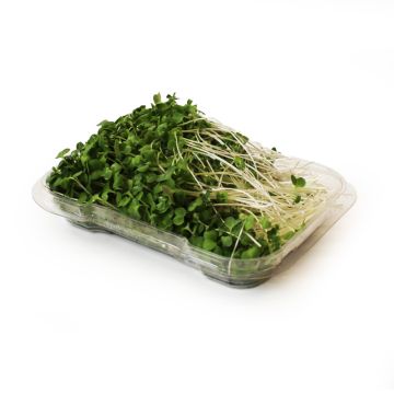 Organic Broccoli Sprouts