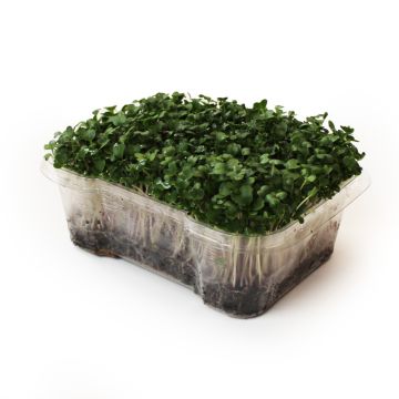 Organic Kale Microgreens