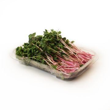 Organic Radish Sprouts