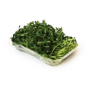 Organic Green Pea Microgreens