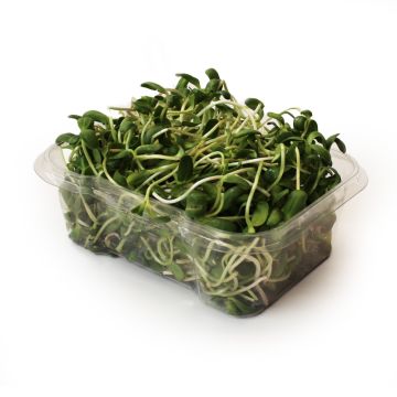 Organic Sunflower Sprouts