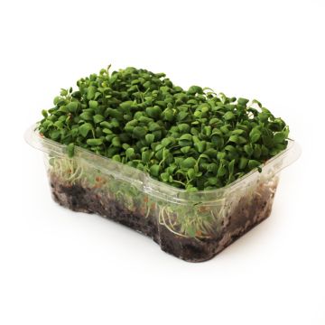 Organic Clover Microgreens