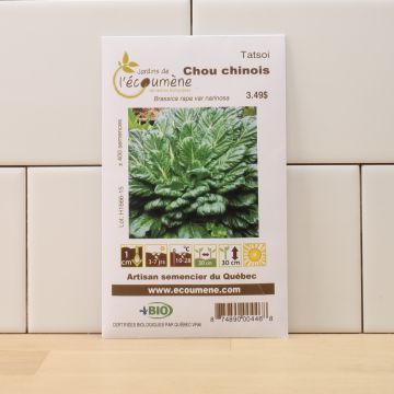 Vegetables organic -  Tatsoi chinese cabbage