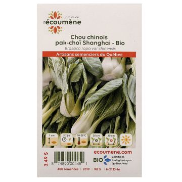 Vegetables organic  - Pak-choï shanghai chinese cabbage