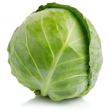 Chou vert biologique