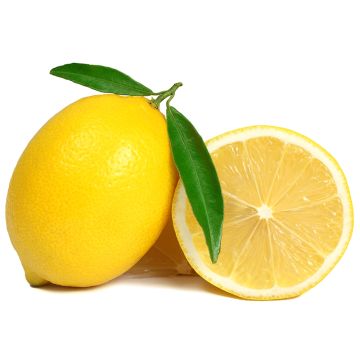 Organic Meyer Lemon  