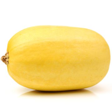 Organic Spaghetti Squash