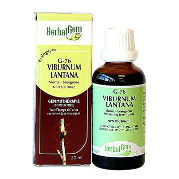 Macérâts-mère - Viburnum lantana (viorne)