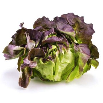 Organic Red Boston Lettuce
