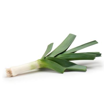 Organic Leek