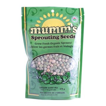 Sprouting seeds - Oregon giant pea