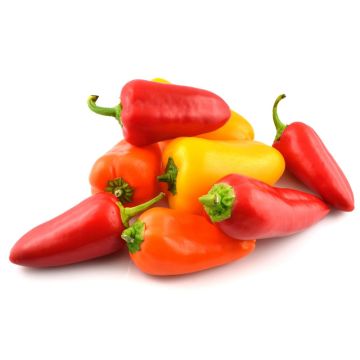 Mini Organic Sweet Pepper  