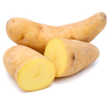 Organic yellow fingerling potatoes 