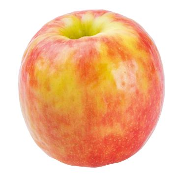Pomme cripps pink biologique