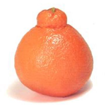 Tangerine Minneola biologique  