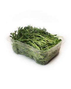 Organic Green Pea Microgreens