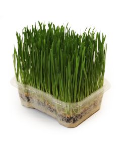 Organic Wheat Grass Microgreens