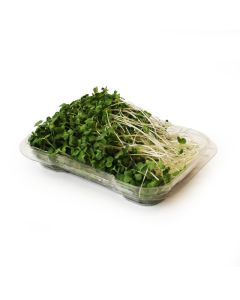 Organic Broccoli Sprouts