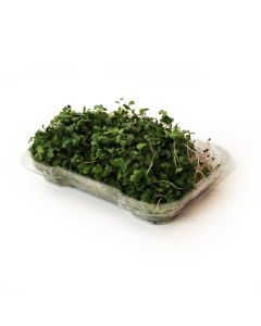 Organic Kale Microgreens