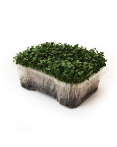 Organic Kale Microgreens