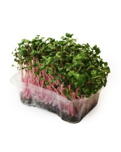 Organic Radish Microgreens