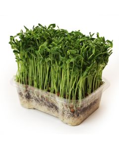 Organic Green Pea Microgreens