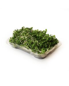 Organic Arugula Sprouts