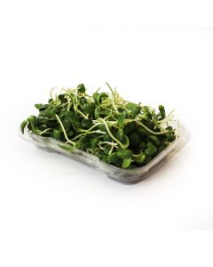 Organic Sunflower Sprouts