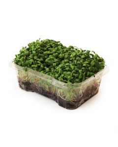 Organic Clover Microgreens